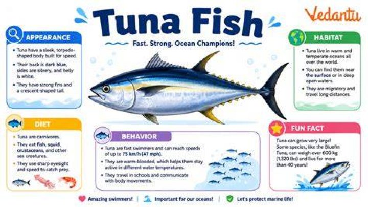 Are tuna fish carnivores