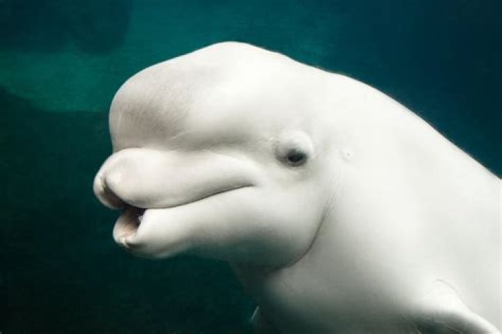 Beluga