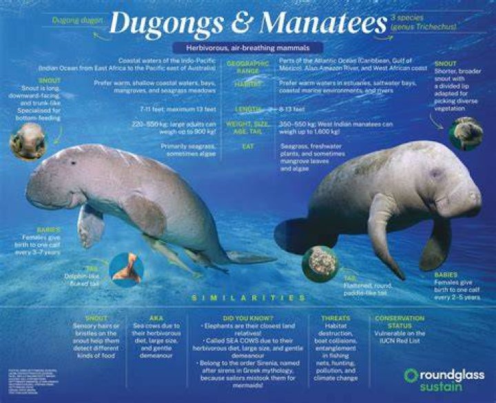 Difference between dugong and manatee