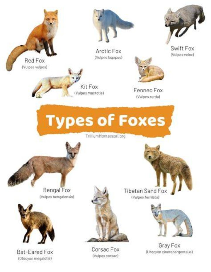 Foxes