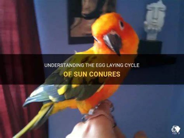 How often do sun conures lay eggs