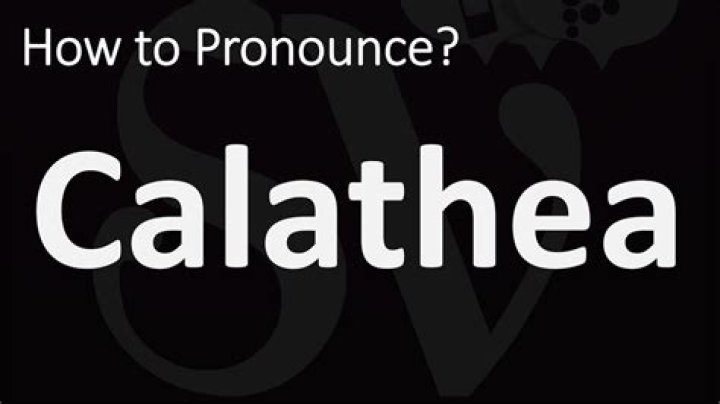 How to pronounce calathea