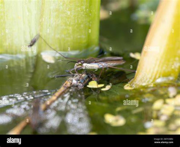 What do pond skaters feed on