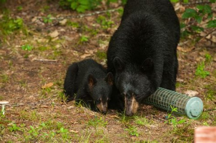 What eats black bears